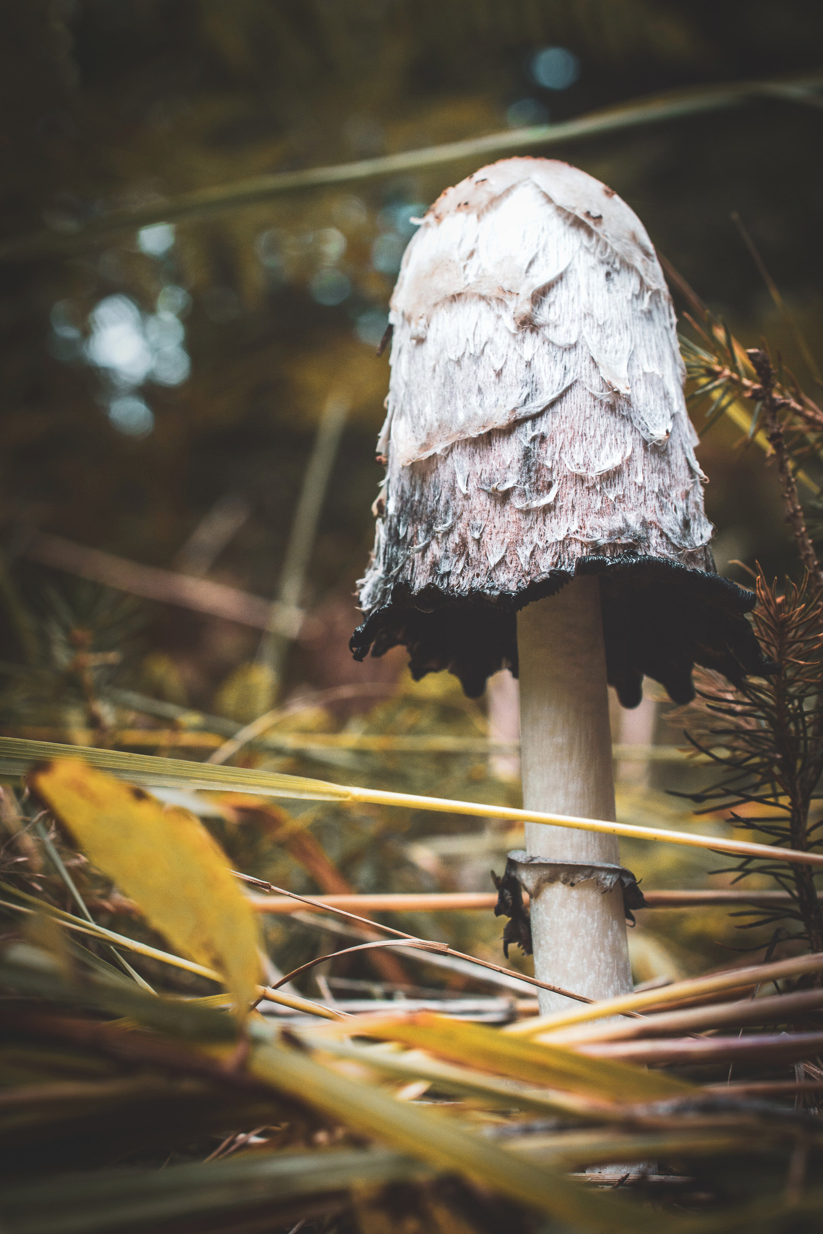 Make unremarkable things visible - A mushroom collection