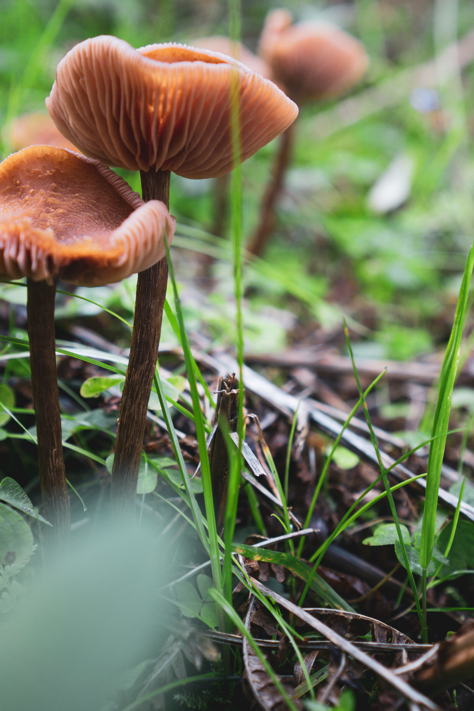 Make Unremarkable Things Visible - A Mushroom Collection